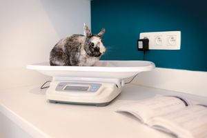 Photographe pour vétérinaires, animaux en Belgique. Photographe pour entrepreneurs.