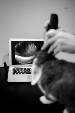 Photographe pour vétérinaires, animaux en Belgique. Photographe pour entrepreneurs.