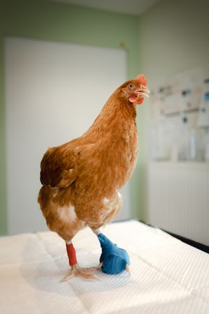 Photographe pour vétérinaires, animaux en Belgique. Photographe pour entrepreneurs.