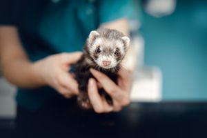 Photographe pour vétérinaires, animaux en Belgique. Photographe pour entrepreneurs.