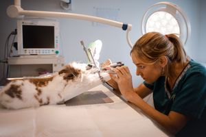 Photographe pour vétérinaires, animaux en Belgique. Photographe pour entrepreneurs.