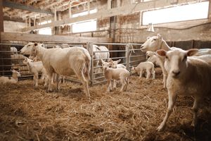 Photographe pour vétérinaires, animaux en Belgique. Photographe pour entrepreneurs.