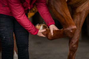 Photographe pour vétérinaires, animaux en Belgique. Photographe pour entrepreneurs.