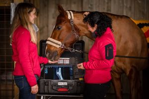 Photographe pour vétérinaires, animaux en Belgique. Photographe pour entrepreneurs.