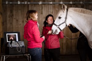 Photographe pour vétérinaires, animaux en Belgique. Photographe pour entrepreneurs.