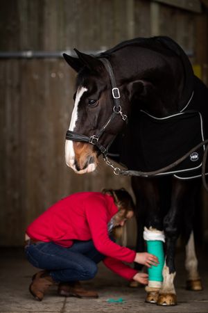 Photographe pour vétérinaires, animaux en Belgique. Photographe pour entrepreneurs.
