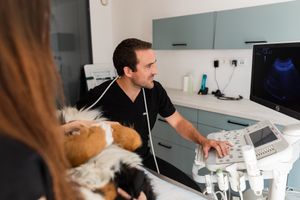 Photographe pour vétérinaires, animaux en Belgique. Photographe pour entrepreneurs.