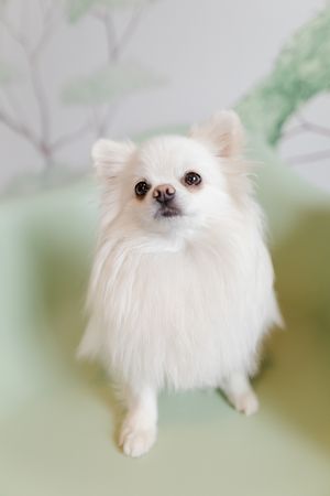 Photographe pour vétérinaires, animaux en Belgique. Photographe pour entrepreneurs.