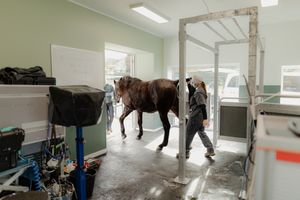 Photographe corporate belgique. Photographe pour vétérinaires en Belgique