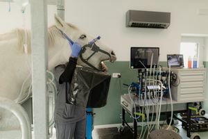 Photographe corporate belgique. Photographe pour vétérinaires en Belgique