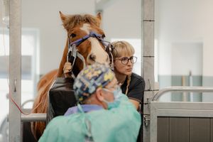 Photographe corporate belgique. Photographe pour vétérinaires en Belgique