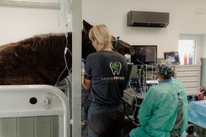 Photographe corporate belgique. Photographe pour vétérinaires en Belgique