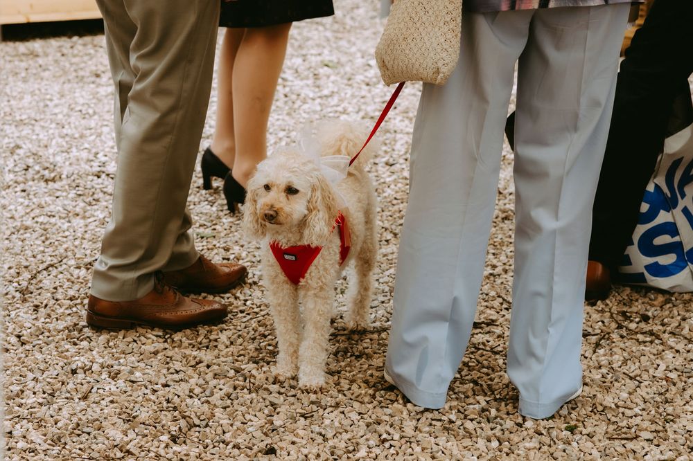 A fluffy white dog wearing a red bandana on a leash stands on gravel between guests at an outdoor wedding.