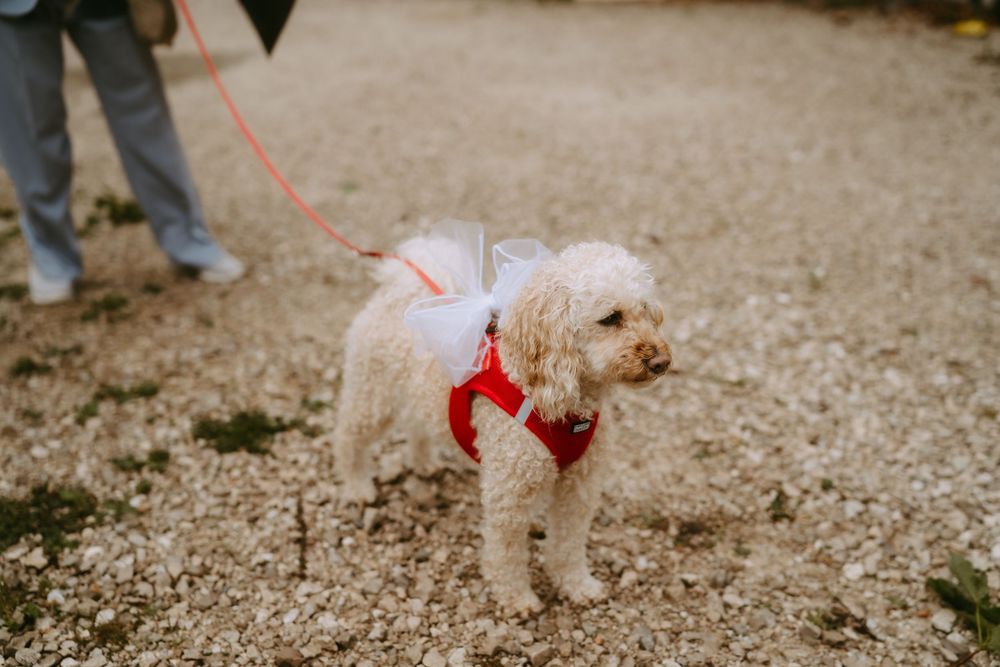 A fluffy white Goldendoodle wearing a red harness and white tutu on a red leash standing on gravel path.