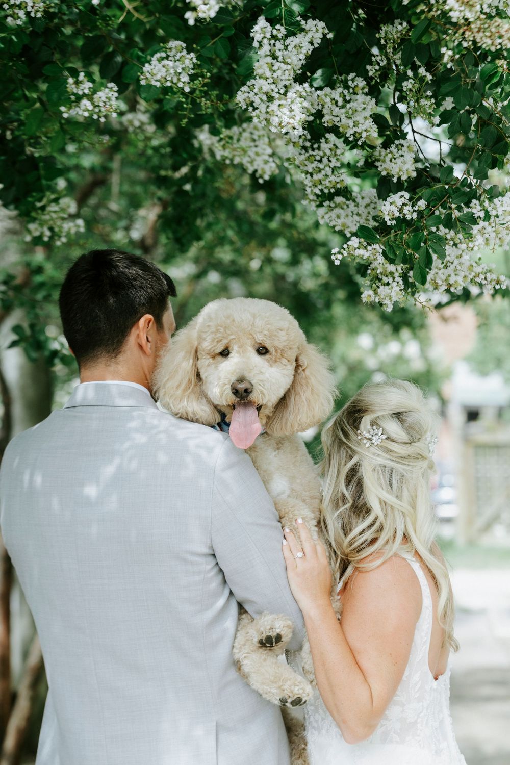 Bride and groom holding a fluffy cream poodle under blooming white flowering trees.