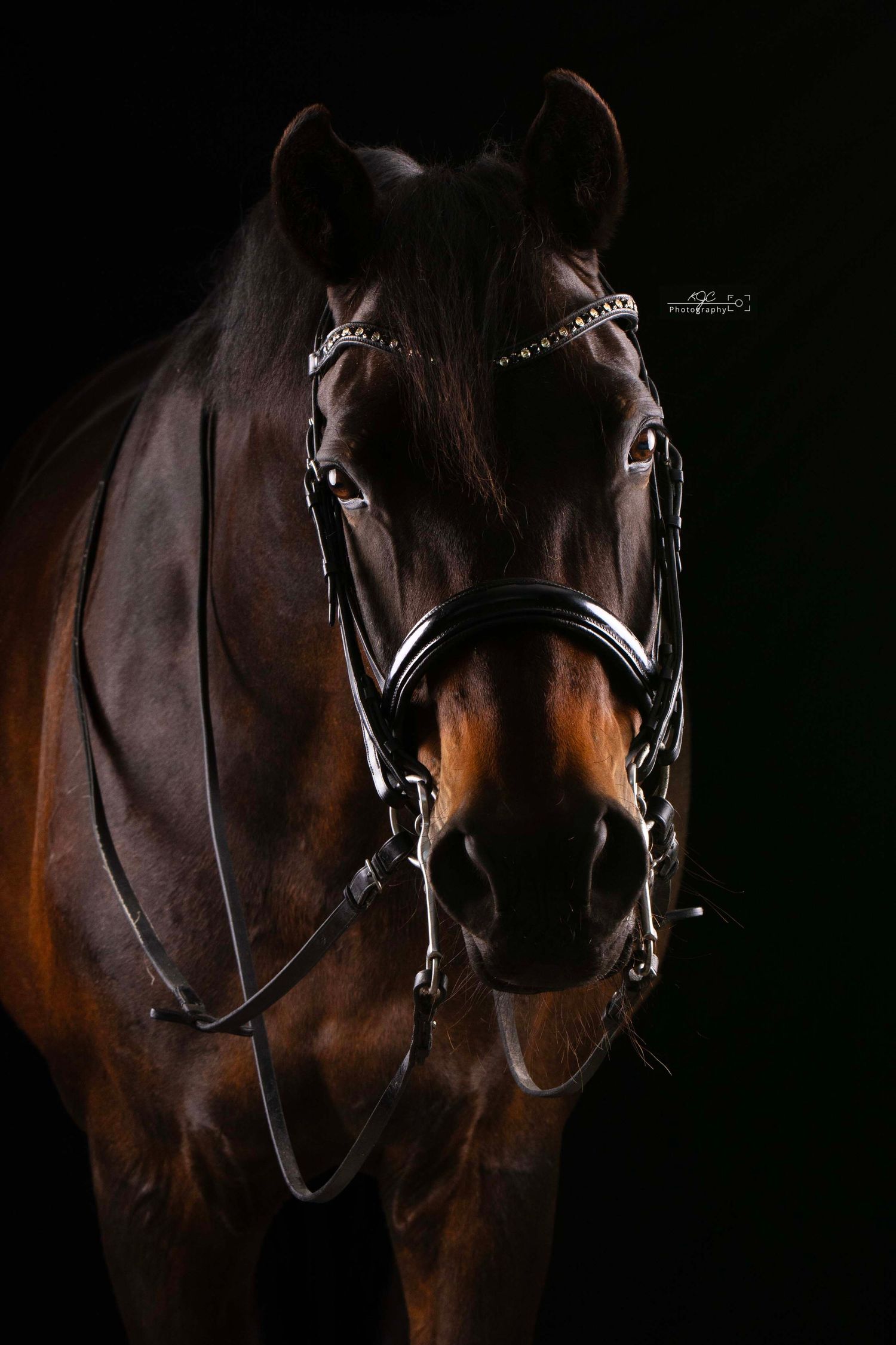 Paard met hoofdstel in de mobiele studio om er een prachtig Fine Art portret van te maken