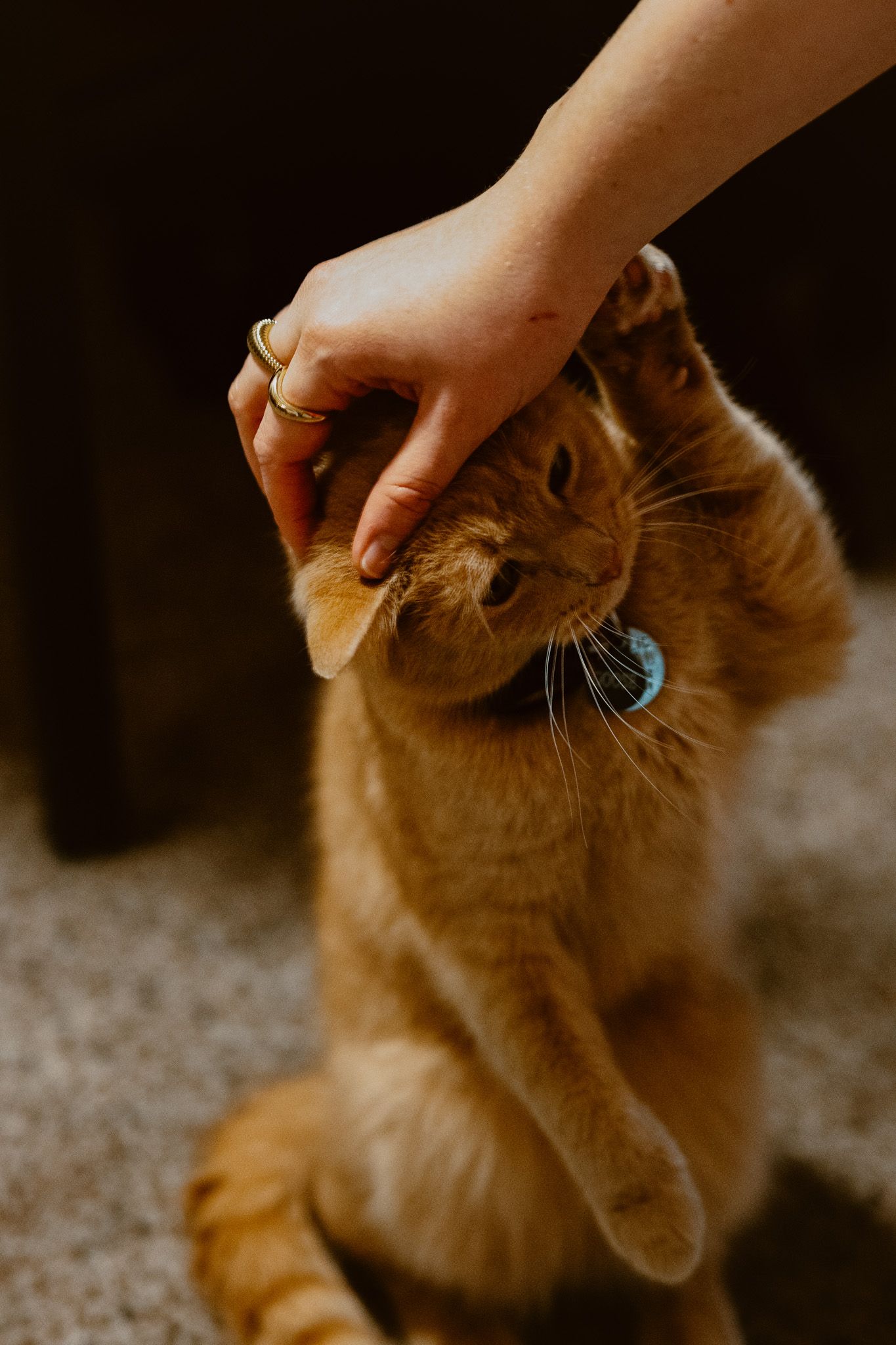 Orange tabby cat receiving gentle pets from a person's hand.