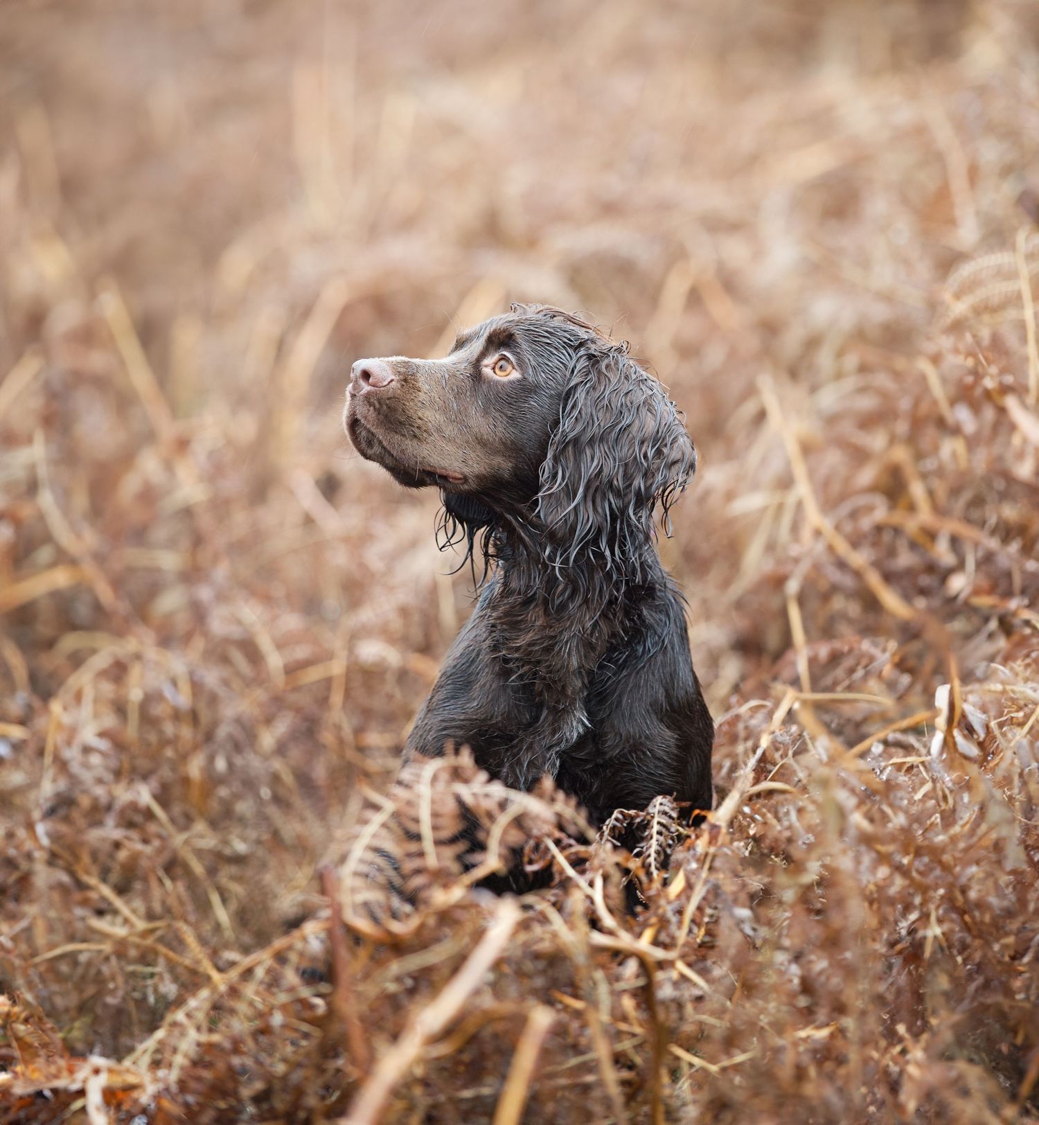 A grey spaniel dog looking upward while surrounded by dried autumn ferns.