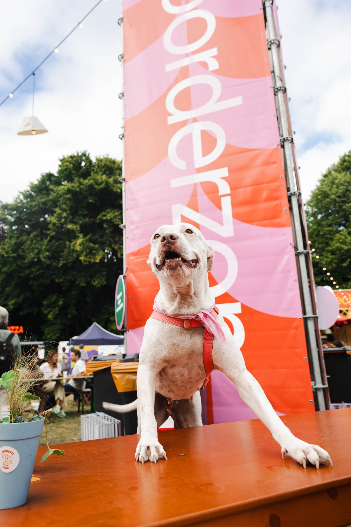 White cat leaps gracefully across an orange platform with red banners in the background at an outdoor event.