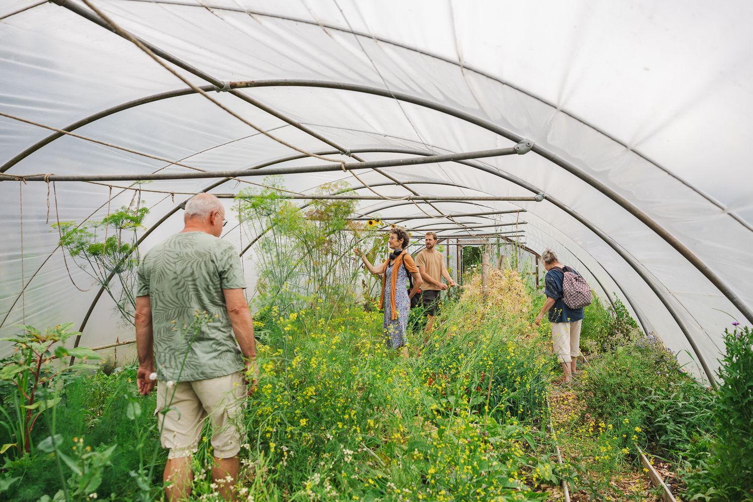Lush green plants and yellow flowers growing inside a large greenhouse tunnel with white covering overhead.