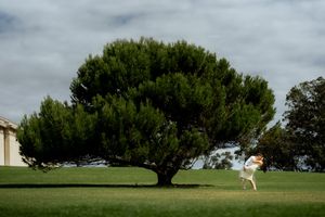 Row of evergreen trees line a grassy coastal area with blue sky and clouds overhead.