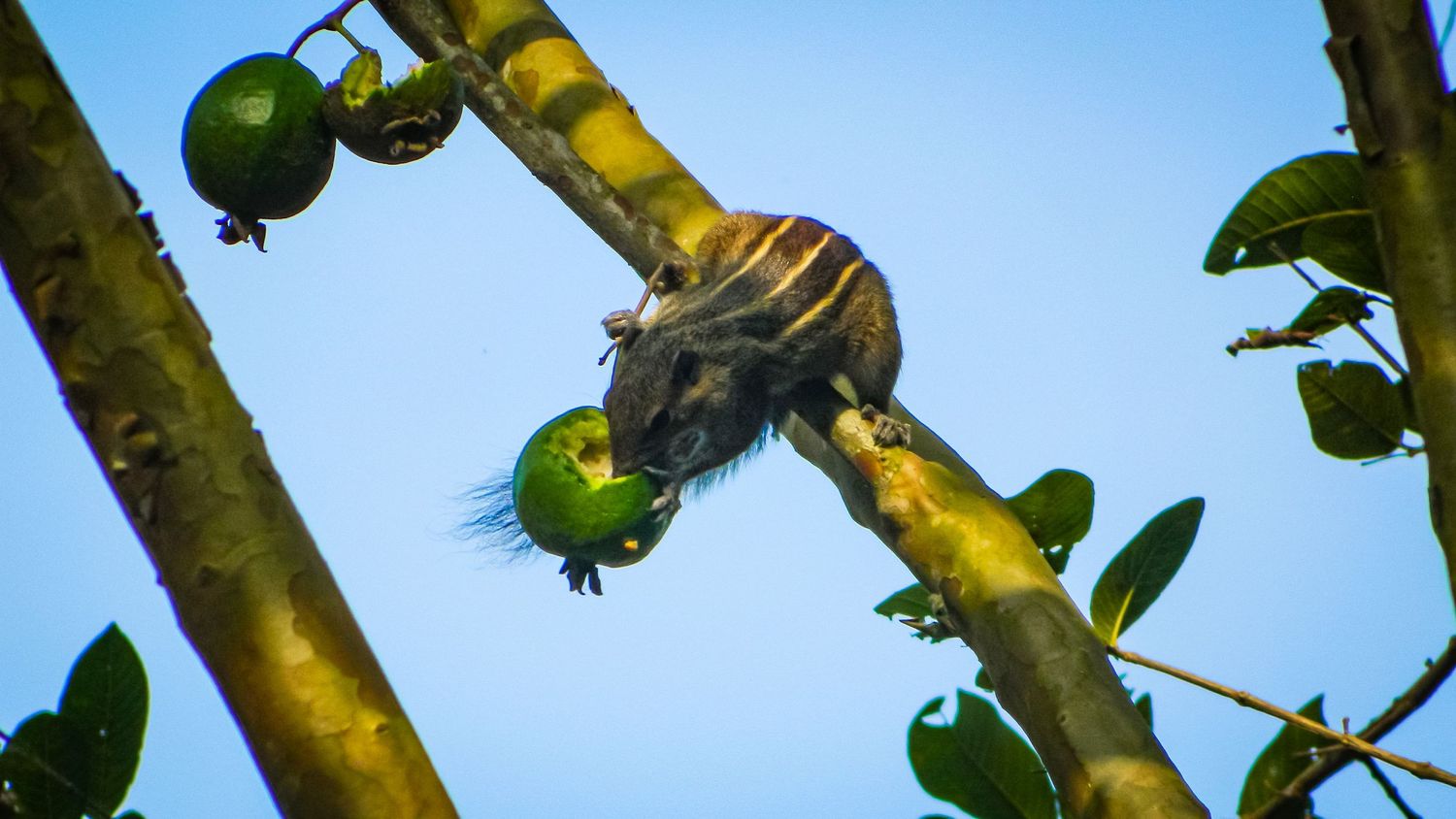 Ripe yellow papayas growing on branches against a vivid blue sky background.