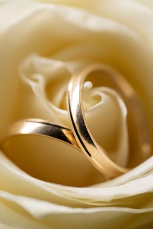 Wedding rings nestled within the petals of a cream-colored rose.