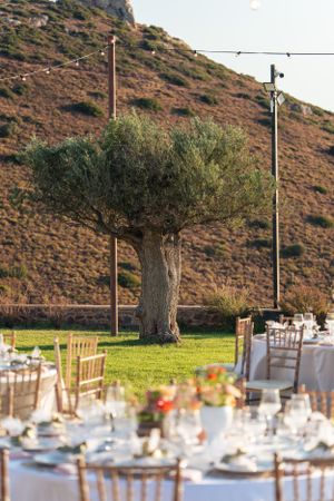 Outdoor wedding reception setup with olive tree and mountain backdrop.