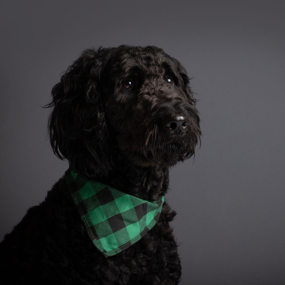 Black dog wearing green checkered bandana against dark background.