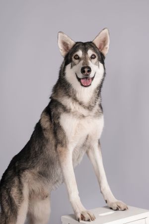A happy Husky dog with black and white fur sits alertly on a light gray background.