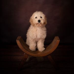 Fluffy white goldendoodle puppy sitting on wooden rocking chair against dark background.