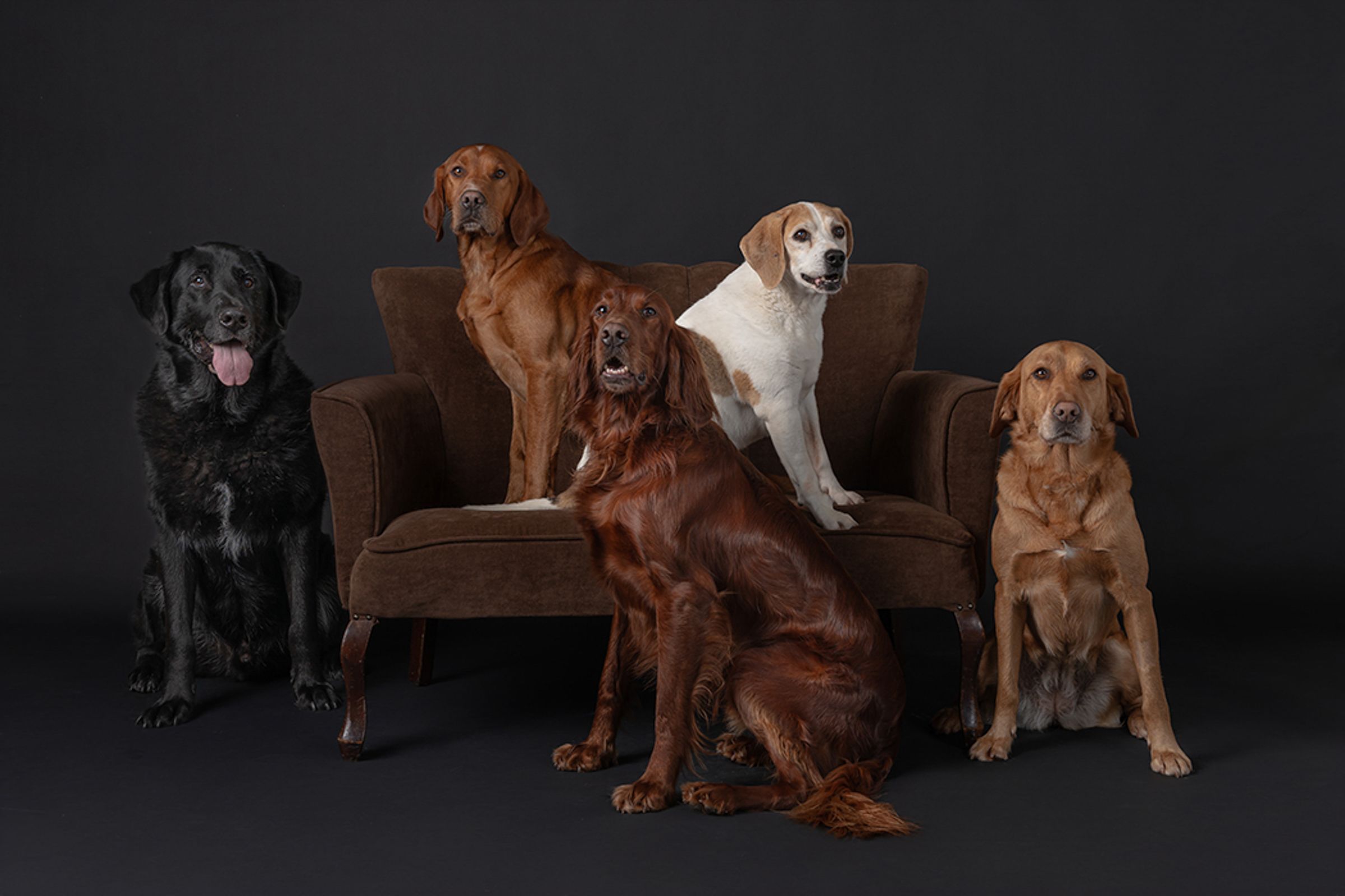 Group of five dogs of different breeds posed together on brown leather couch.