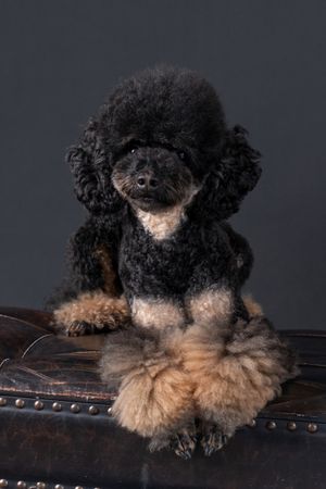 Black and tan toy poodle with fluffy coat sitting on leather surface.