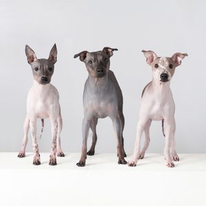 Three hairless dogs standing in line against white background.