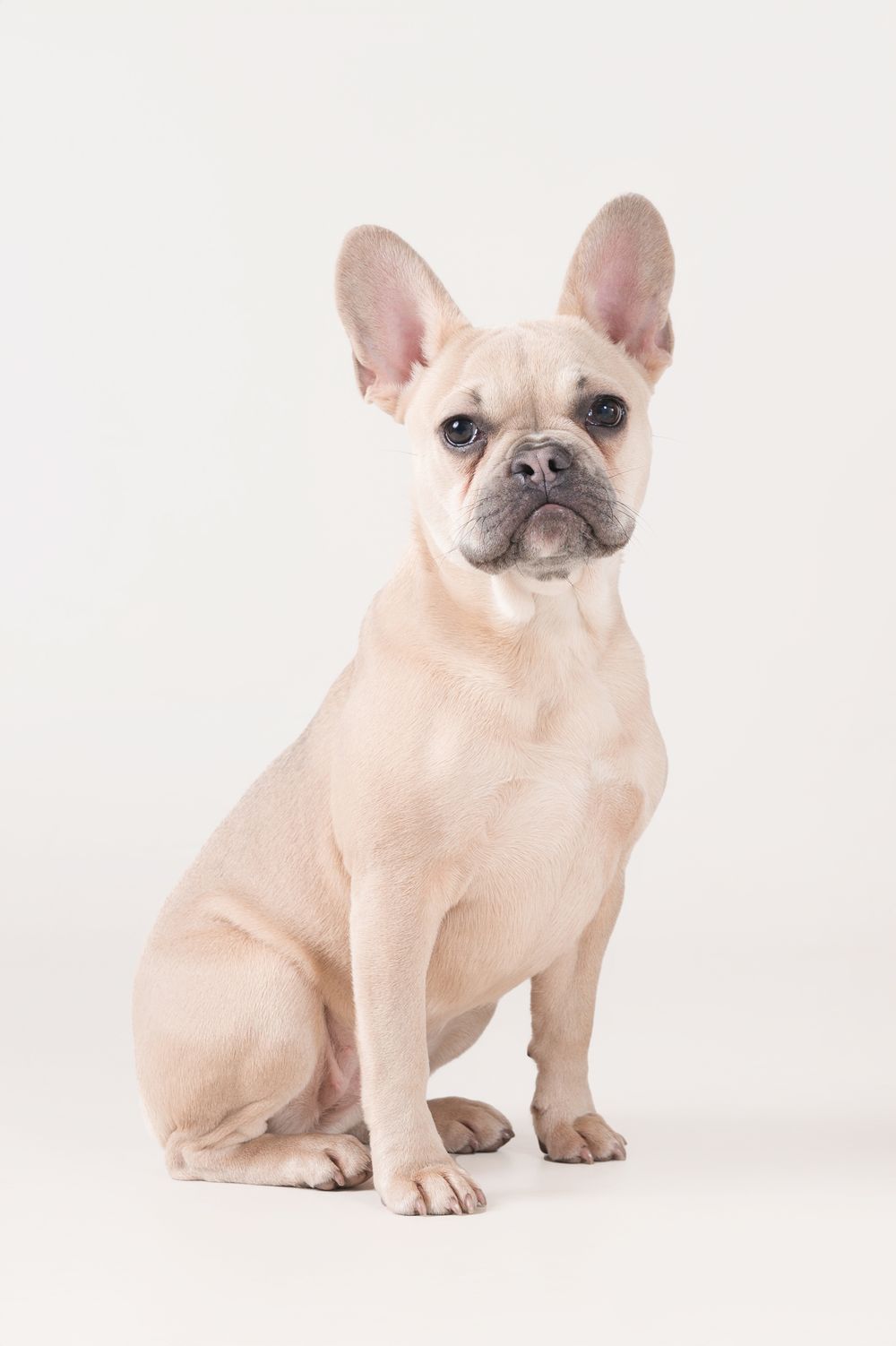 Cream French Bulldog sitting alert against white background.
