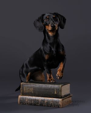 Black and tan dachshund sitting proudly on stack of vintage books against dark background.