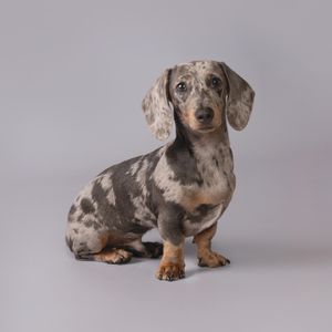 Dappled dachshund with unique merle coat pattern sitting against gray background.