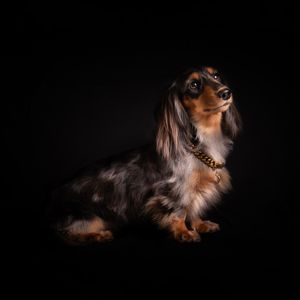 A long-haired Dachshund dog poses elegantly against a black background.