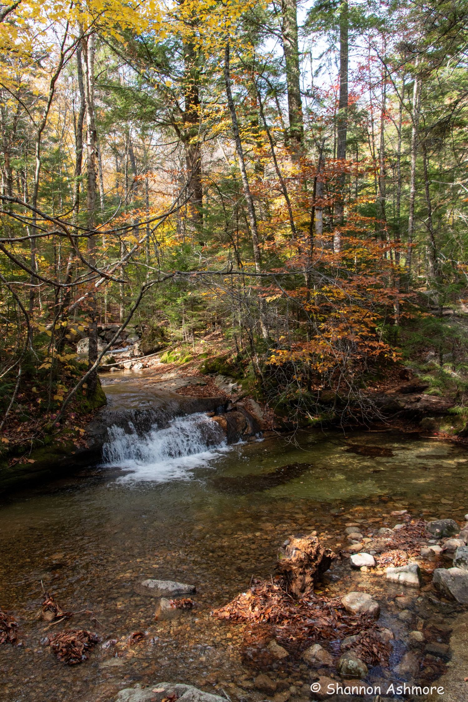 A peaceful woodland stream with a small waterfall flows through a colorful autumn forest.