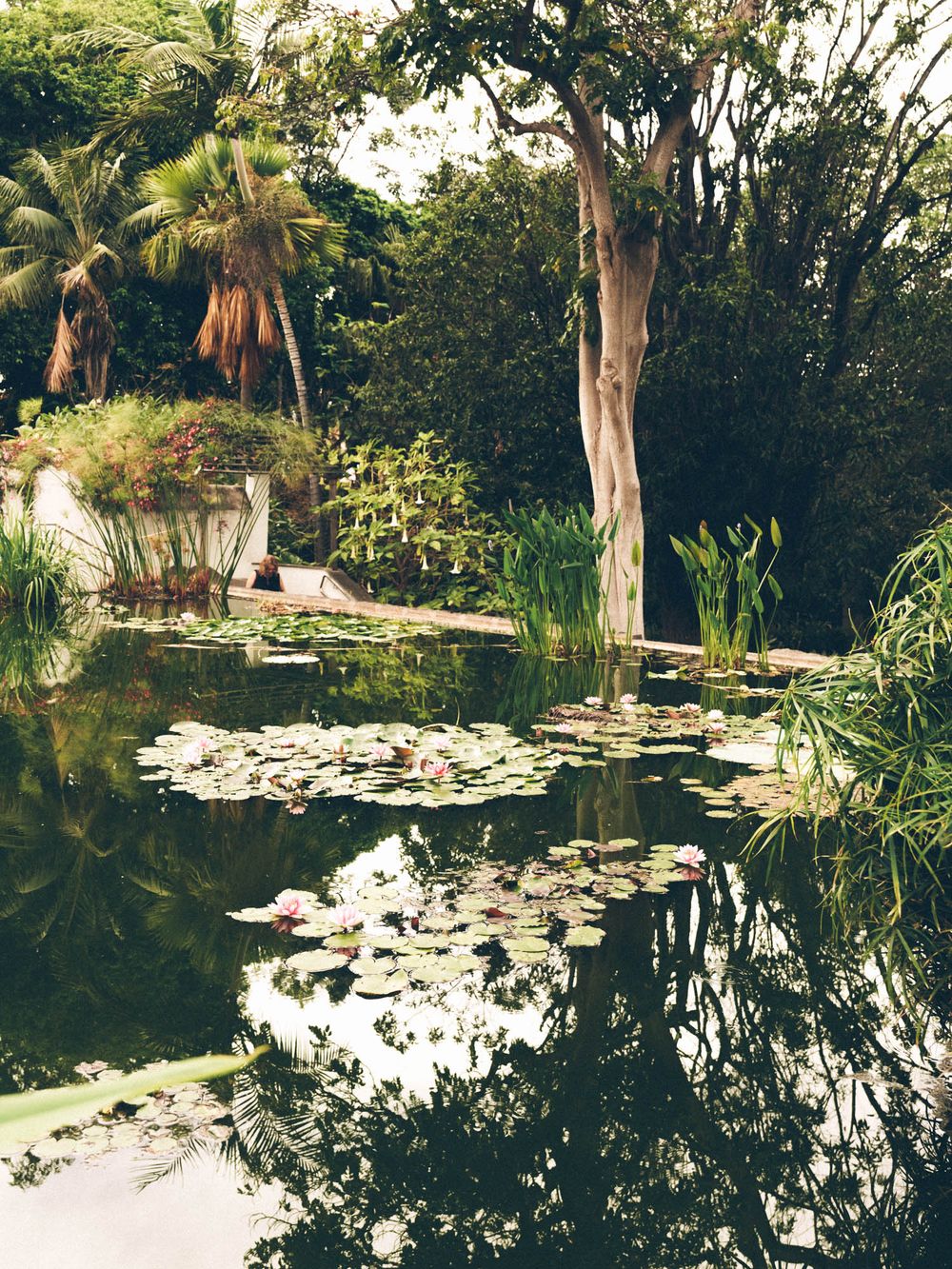 Tranquil water garden with lily pads and tropical plants reflecting in still water surrounded by lush greenery and palm trees.
