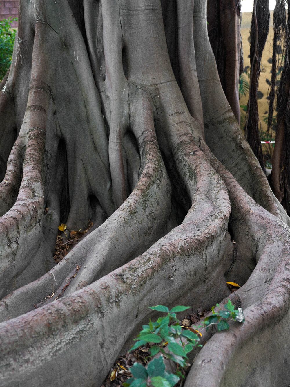 Close-up view of massive tree roots spreading across the ground from a large banyan or fig tree base.