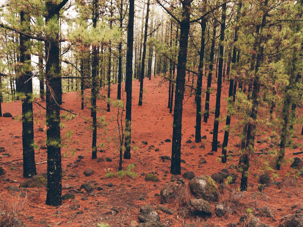 Pine forest with vibrant red autumn ground cover creates a striking contrast against dark tree trunks.