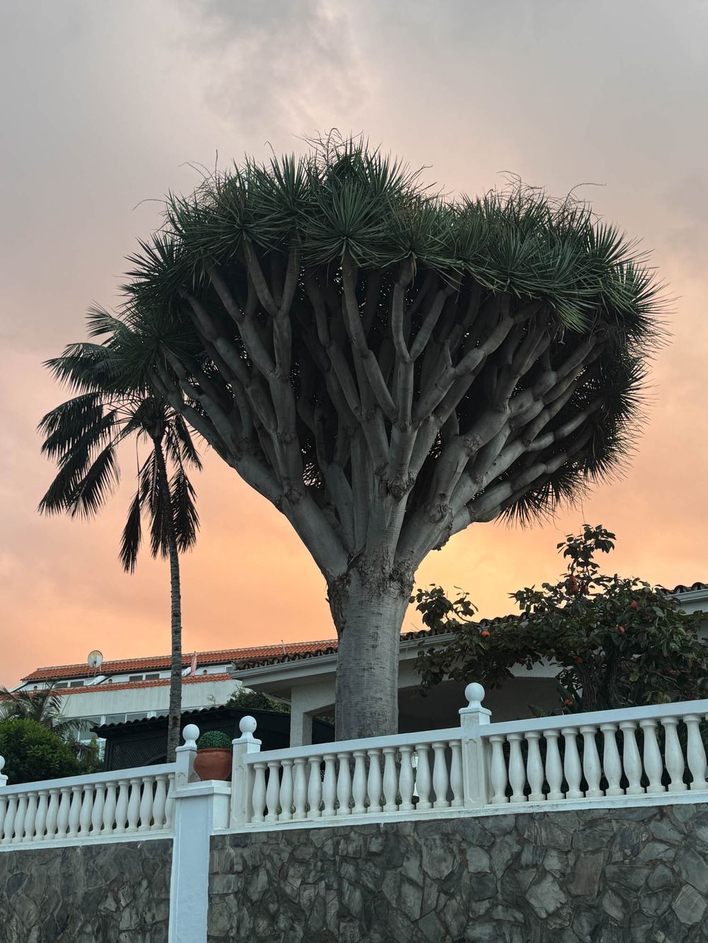 Dragon trees cast dramatic silhouettes against a pink sunset sky behind a white wall in the Canary Islands.