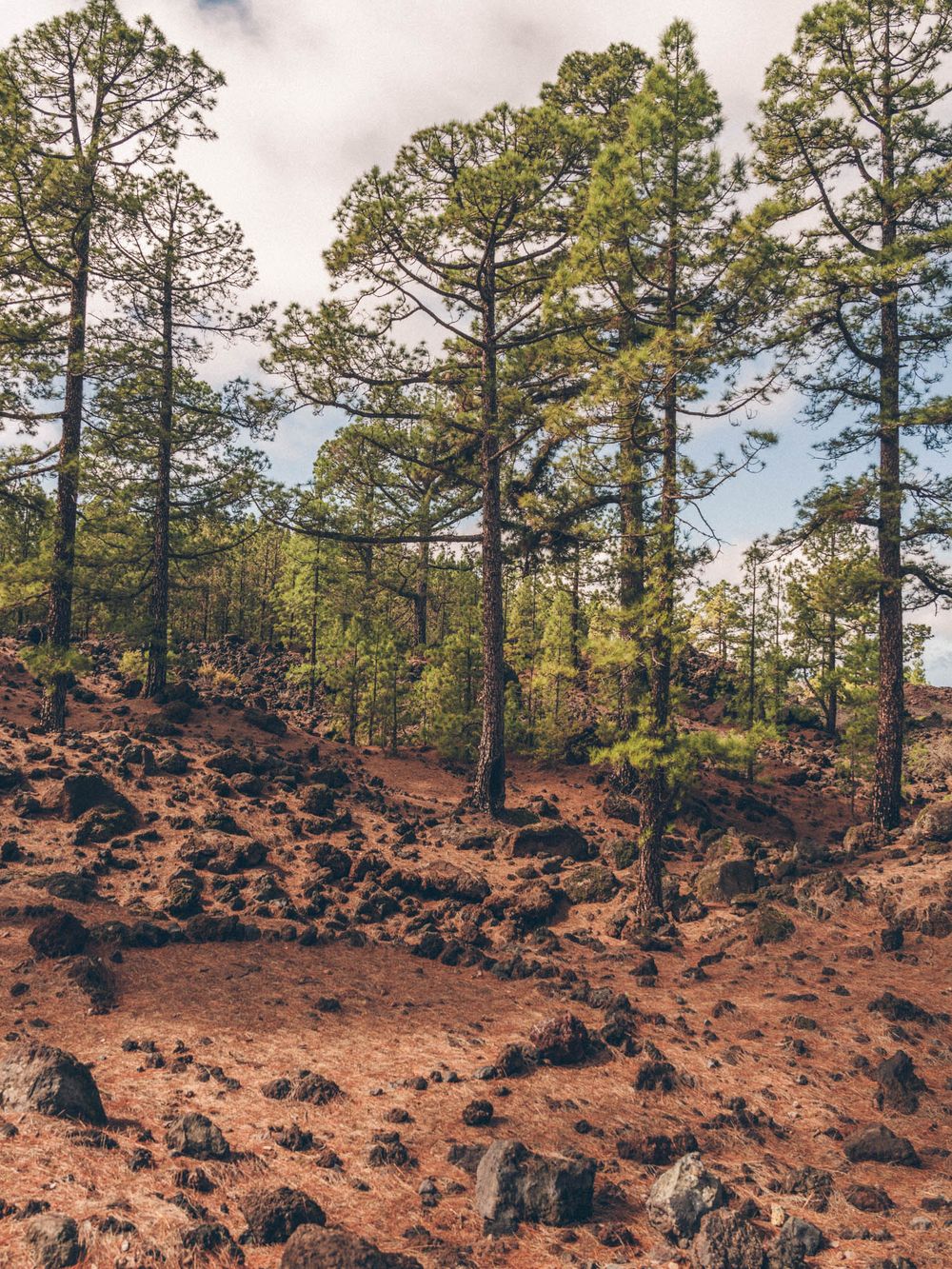 Pine trees grow atop a rugged volcanic landscape covered in reddish-brown rocks and soil.