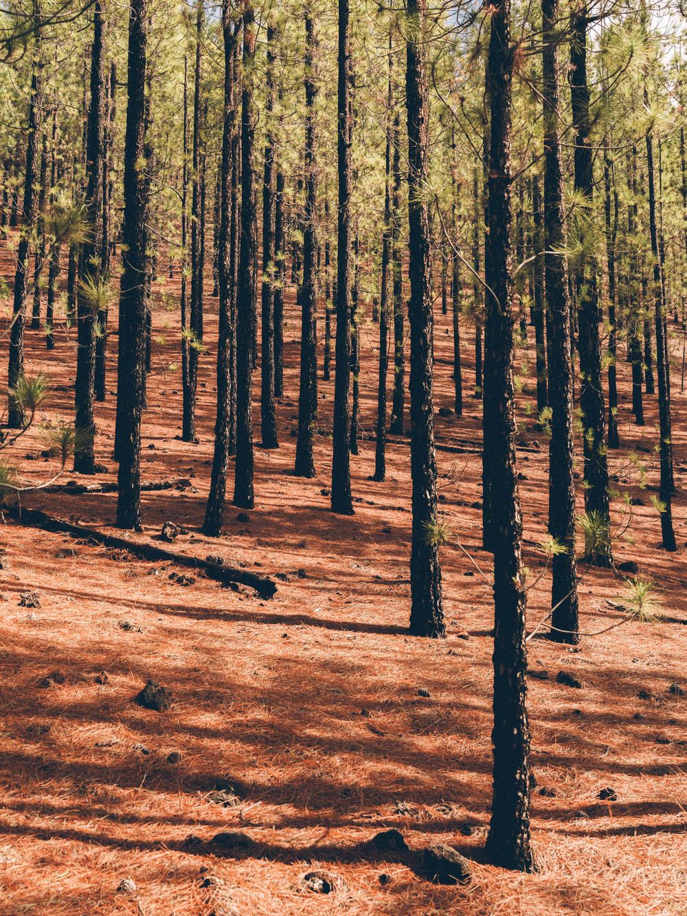 Tall pine trees stand in a forest with reddish-brown soil and scattered pine needles covering the sloping ground.