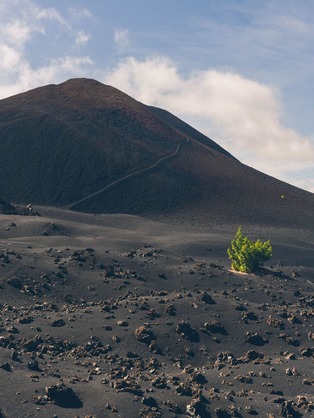 A lone green plant grows on dark volcanic terrain with a steep mountain slope rising in the background.