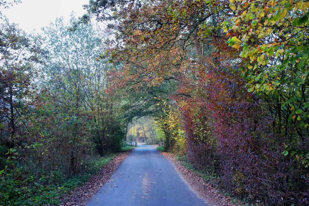 Autumn trail winding through colorful trees and foliage.