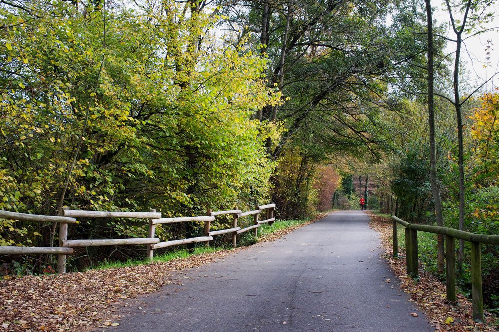 Tree-lined path with wooden railings in autumn forest.