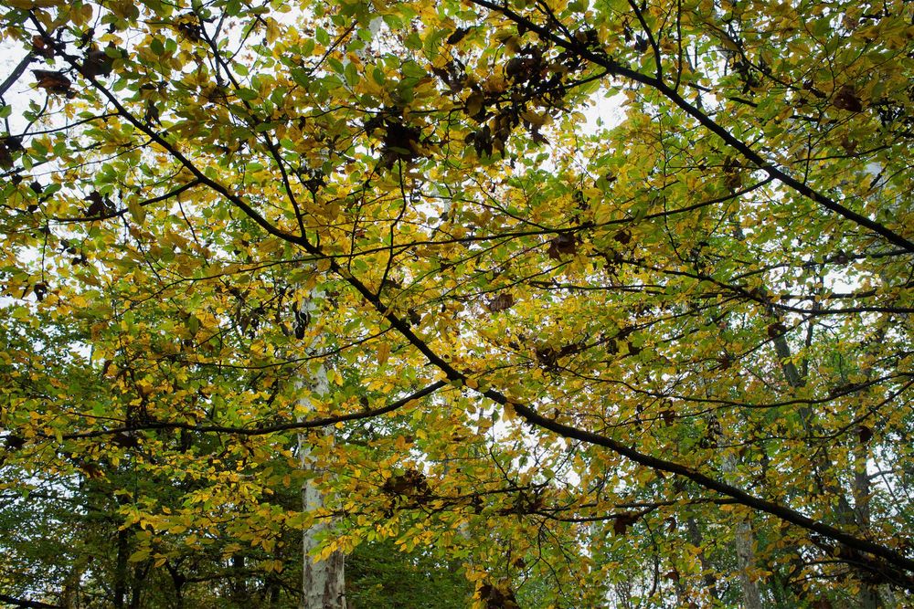 Yellow leaves on tree branches frame a forest canopy.