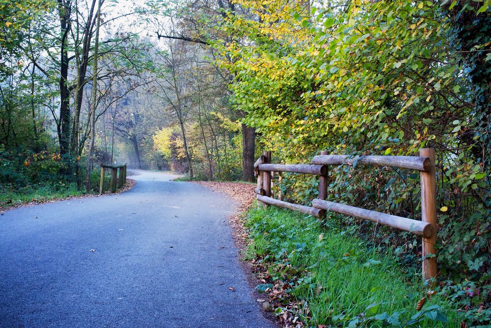 Scenic walking path with wooden railings surrounded by lush green vegetation.